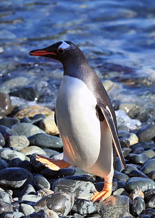 Approved Penguin Medicines
